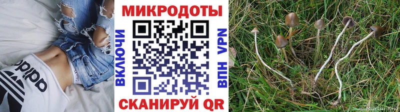 ссылка на мегу   как найти   Томилино  Галлюциногенные грибы Psilocybe 